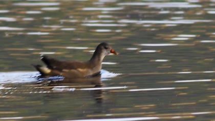 Common Moorhen