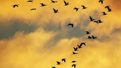 Glossy Ibis