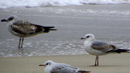 Mew Gull