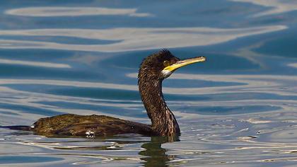 European Shag