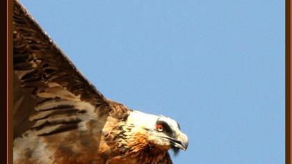 Bearded Vulture