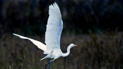Great Egret