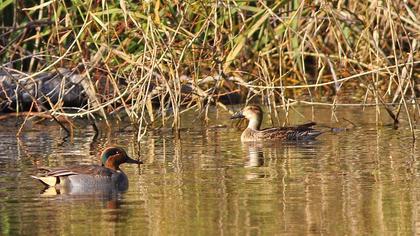 Eurasian Teal