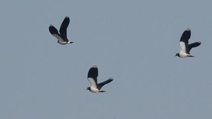 Northern Lapwing