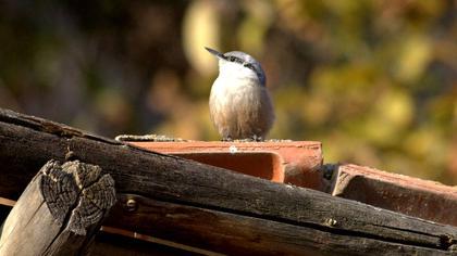 Western Rock Nuthatch