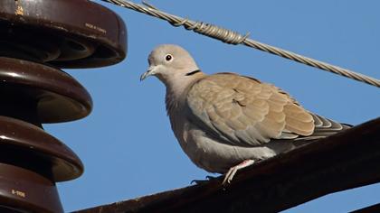 Eurasian Collared Dove