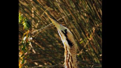 Eurasian Bittern