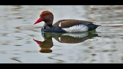 Red-crested Pochard