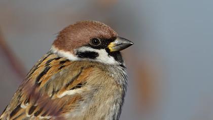 Eurasian Tree Sparrow