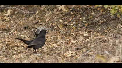 Common Blackbird
