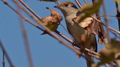 Eurasian Blackcap