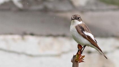 European Pied Flycatcher