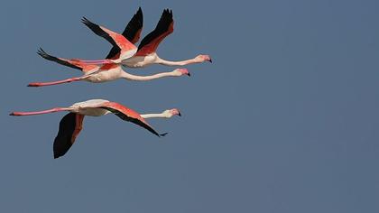 Flamingo