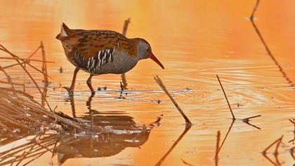 Water Rail