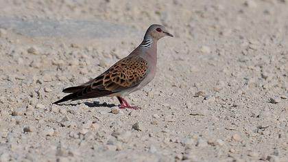 European Turtle Dove