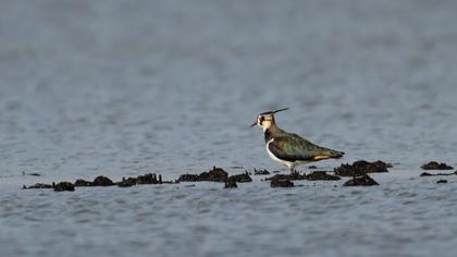 Northern Lapwing