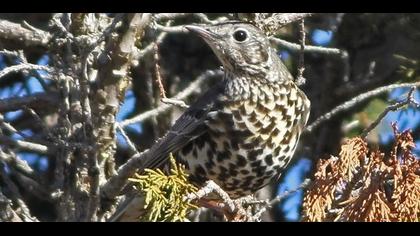 Mistle Thrush