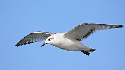 Mediterranean Gull