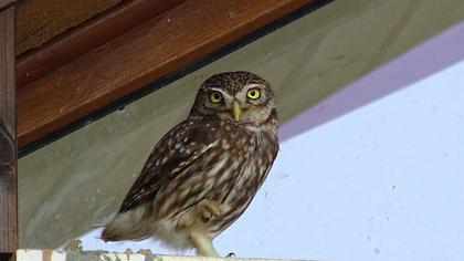 Little Owl