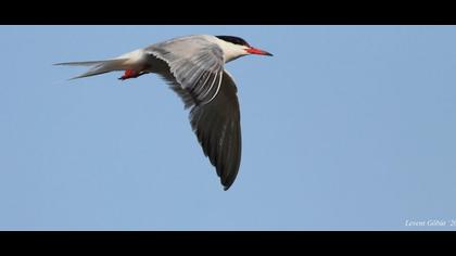 Common Tern