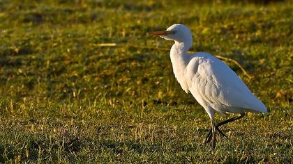 Western Cattle Egret
