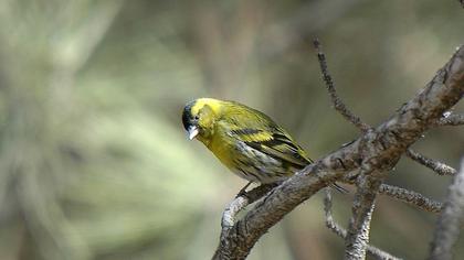 Karabaşlı iskete