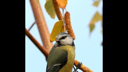 Mavi baştankara