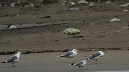 Caspian Gull