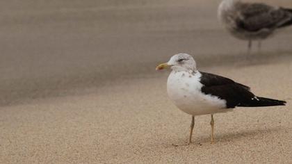 Lesser Black-backed Gull