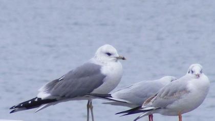 Mew Gull
