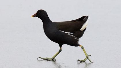 Sutavuğu