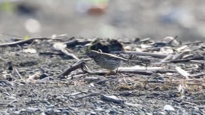 Buff-bellied Pipit