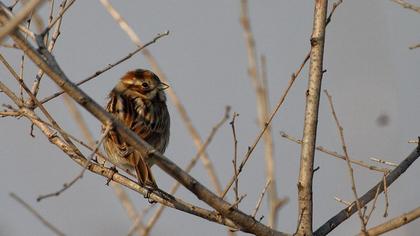 Common Reed Bunting