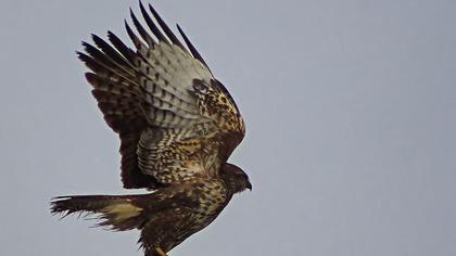 Common Buzzard