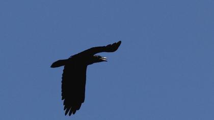 Northern Raven