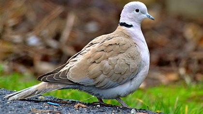 Eurasian Collared Dove