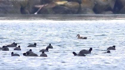 Gadwall