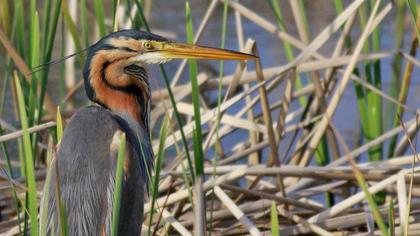 Purple Heron