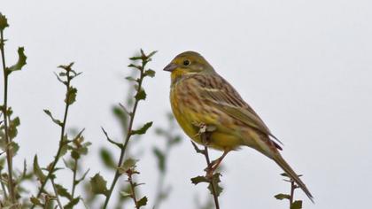 Yellowhammer