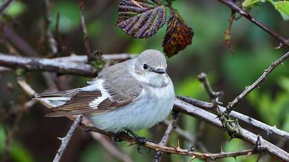 Collared Flycatcher