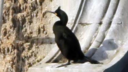 Tepeli karabatak