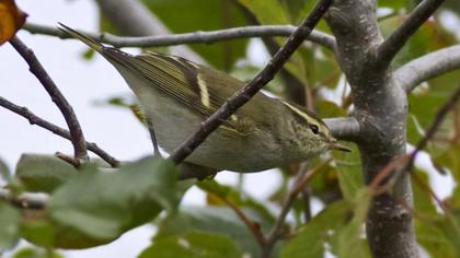 Yellow-browed Warbler