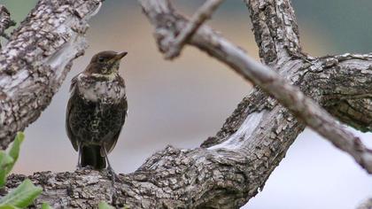 Ring Ouzel