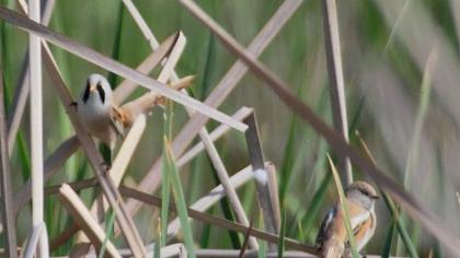 Bearded Reedling