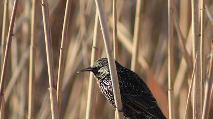 Common Starling