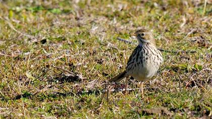 Meadow Pipit