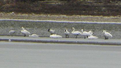 Tundra Swan