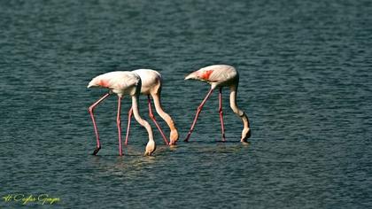 Flamingo