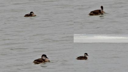 Red-crested Pochard