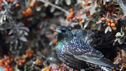Common Starling